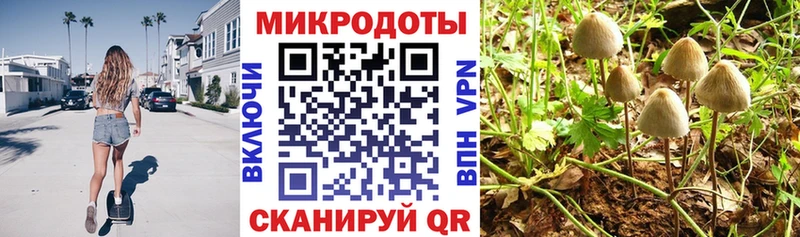 Псилоцибиновые грибы Cubensis Западная Двина
